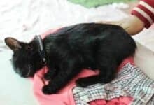 Pet cat shot with airsoft gun by neighbour amid noise dispute