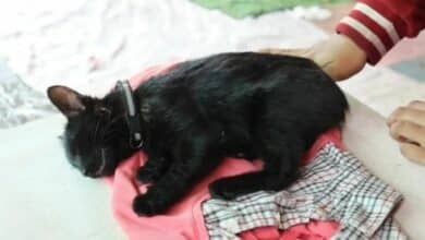 Pet cat shot with airsoft gun by neighbour amid noise dispute