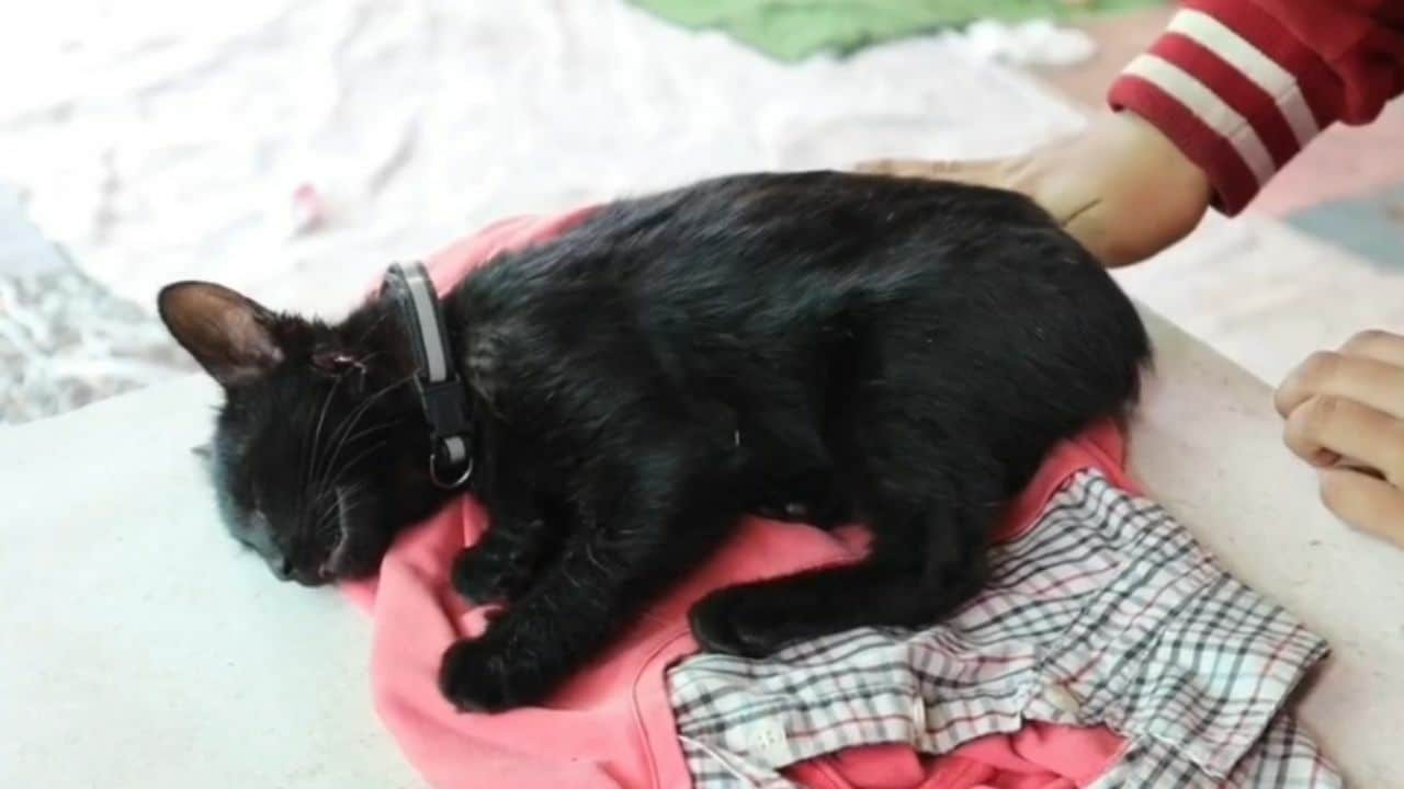 Pet cat shot with airsoft gun by neighbour amid noise dispute