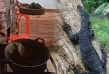Chumphon chief faces backlash over monitor lizard cooking (video)