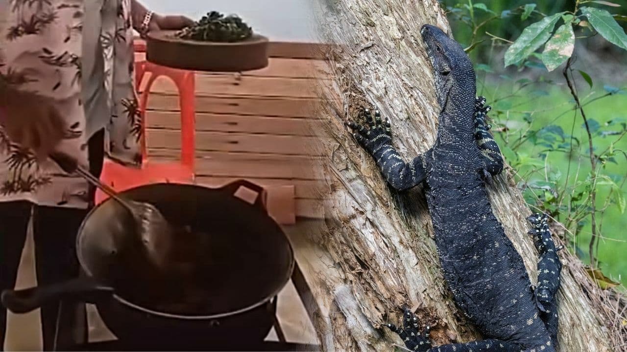 Chumphon chief faces backlash over monitor lizard cooking (video)