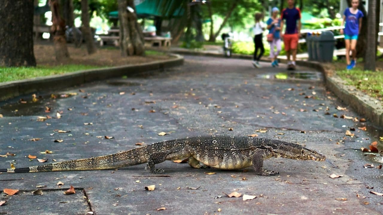 Monitor Lizard Bangkok Thailand