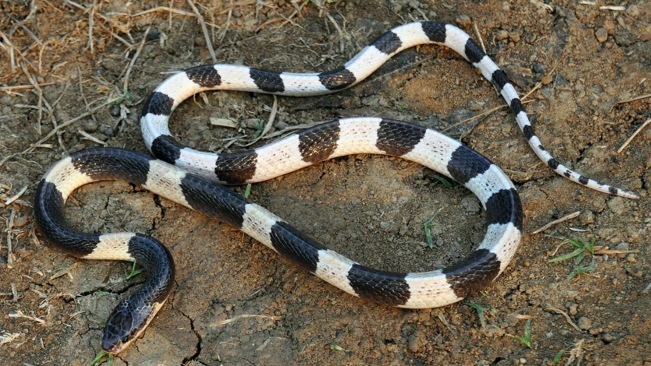 Malayan krait bite leaves Thai teen in critical condition