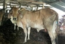 Drug addict arrested for sex attempts with cow and dog