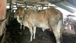 Drug addict arrested for sex attempts with cow and dog