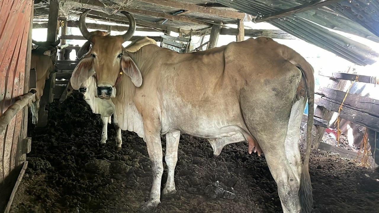Drug addict arrested for sex attempts with cow and dog