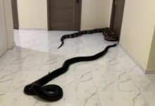 Snake protest forces Bangkok condo management to act on hidden pets