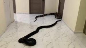 Snake protest forces Bangkok condo management to act on hidden pets