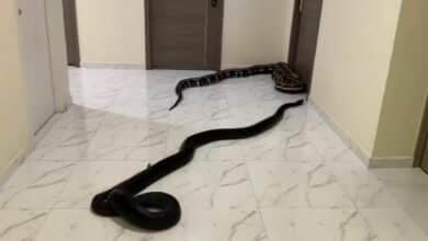 Snake protest forces Bangkok condo management to act on hidden pets