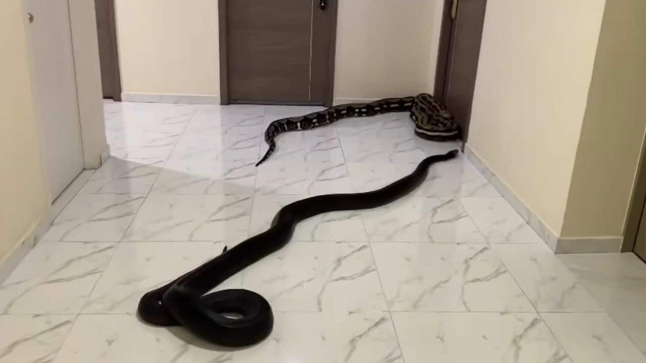 Snake protest forces Bangkok condo management to act on hidden pets
