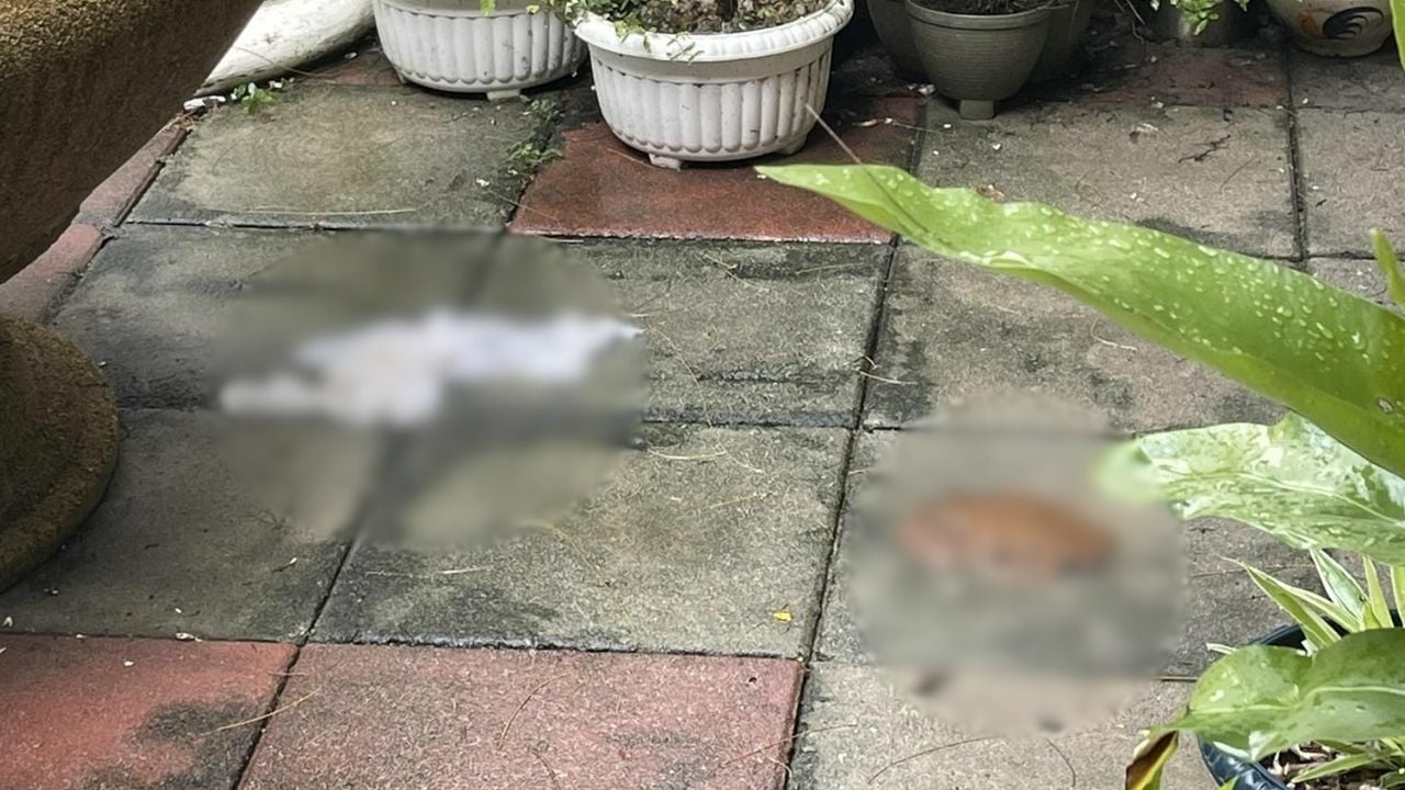 Foreigners defecated outside Phuket restaurant