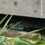 Mother searched after monitor lizard found eating infant’s body