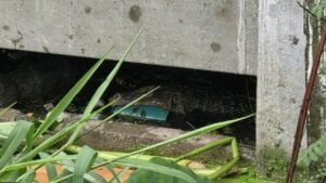 Mother searched after monitor lizard found eating infant’s body