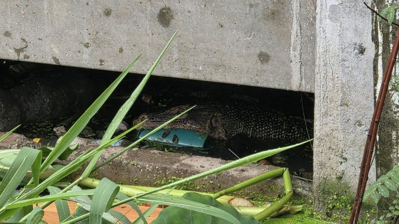 Mother searched after monitor lizard found eating infant’s body