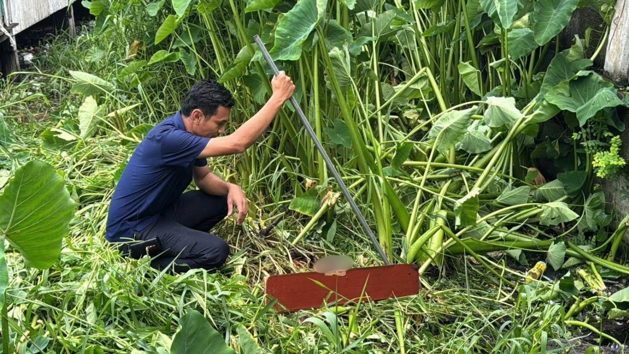 Monitor lizard eats baby Samut Prakan