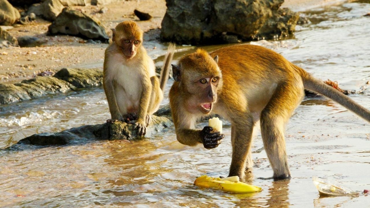 Monkeys in Krabi