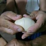 Suspected fake chicken eggs cause alarm in Nong Khai
