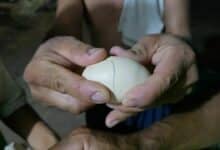 Suspected fake chicken eggs cause alarm in Nong Khai