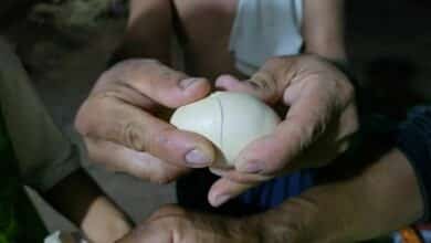 Suspected fake chicken eggs cause alarm in Nong Khai