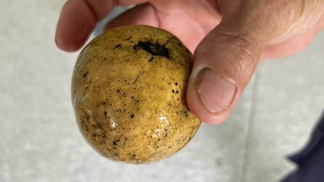 Russian admitted to Surat Thani hospital after eating fruits in National Park