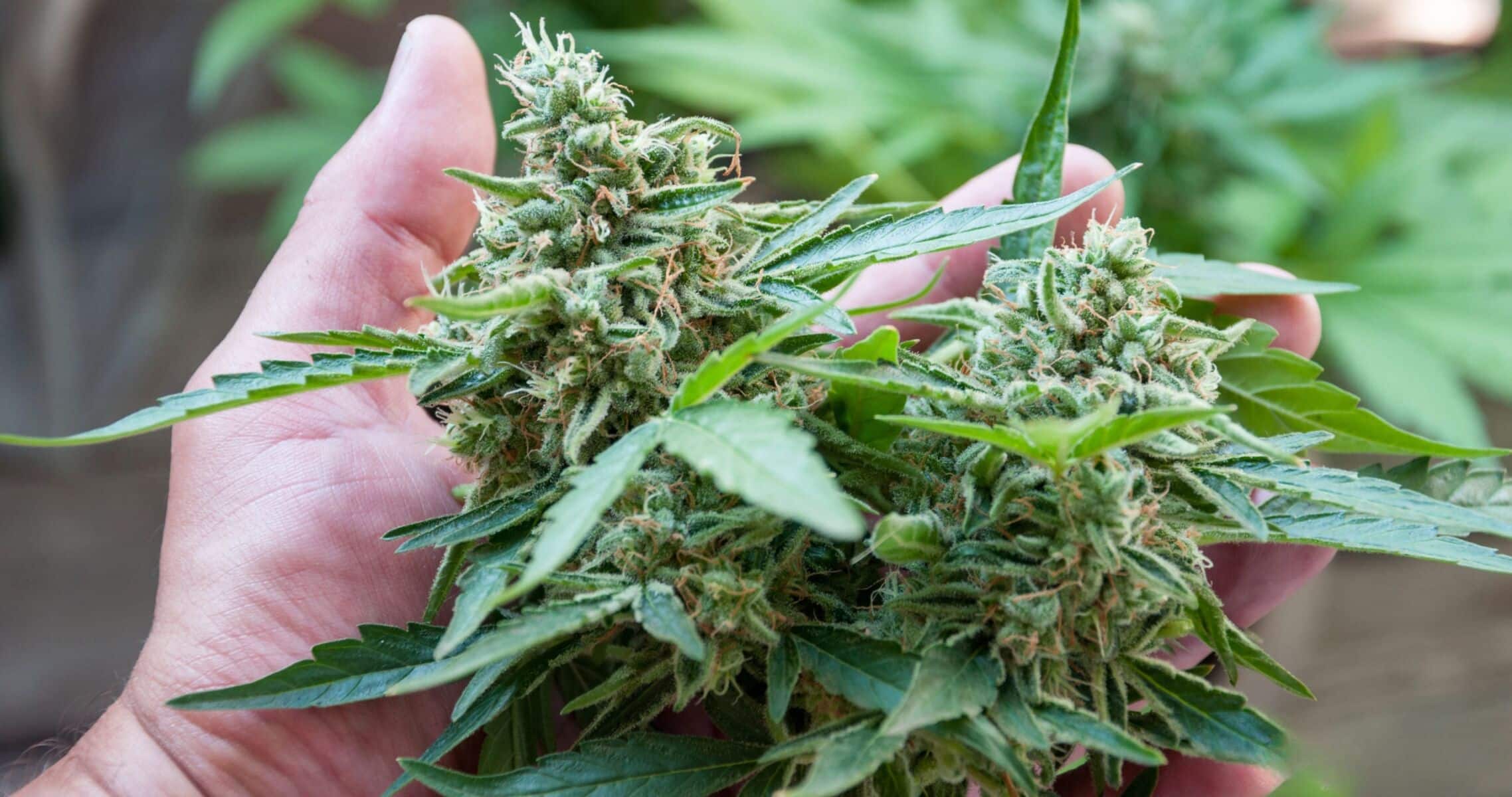 Thailand tightens medical cannabis rules: Prescription-only flowers | News by Thaiger