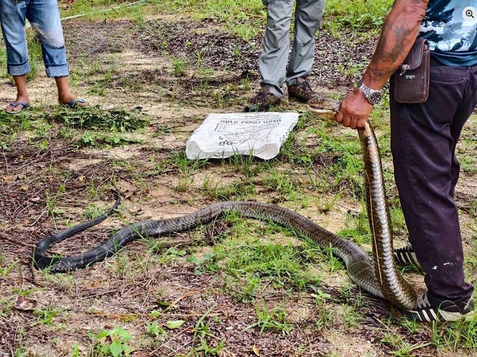 Snake scare: Huge king cobra terrorises Pattaya backyard pond | News by Thaiger