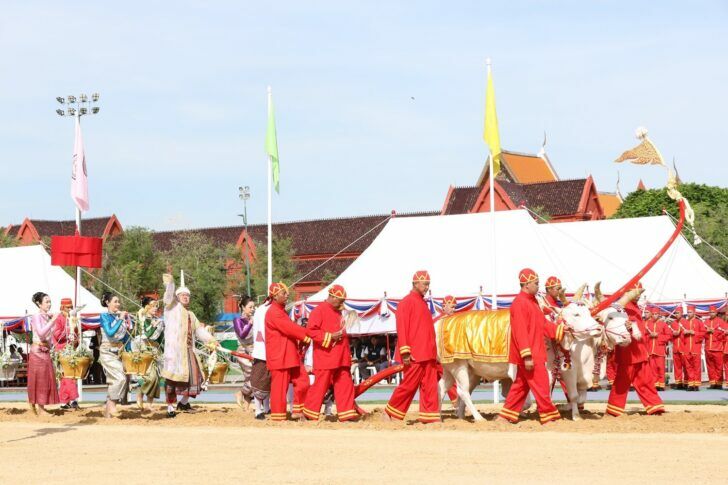 Royal Ploughing Ceremony kicks off Thailand's rice planting season | News by Thaiger