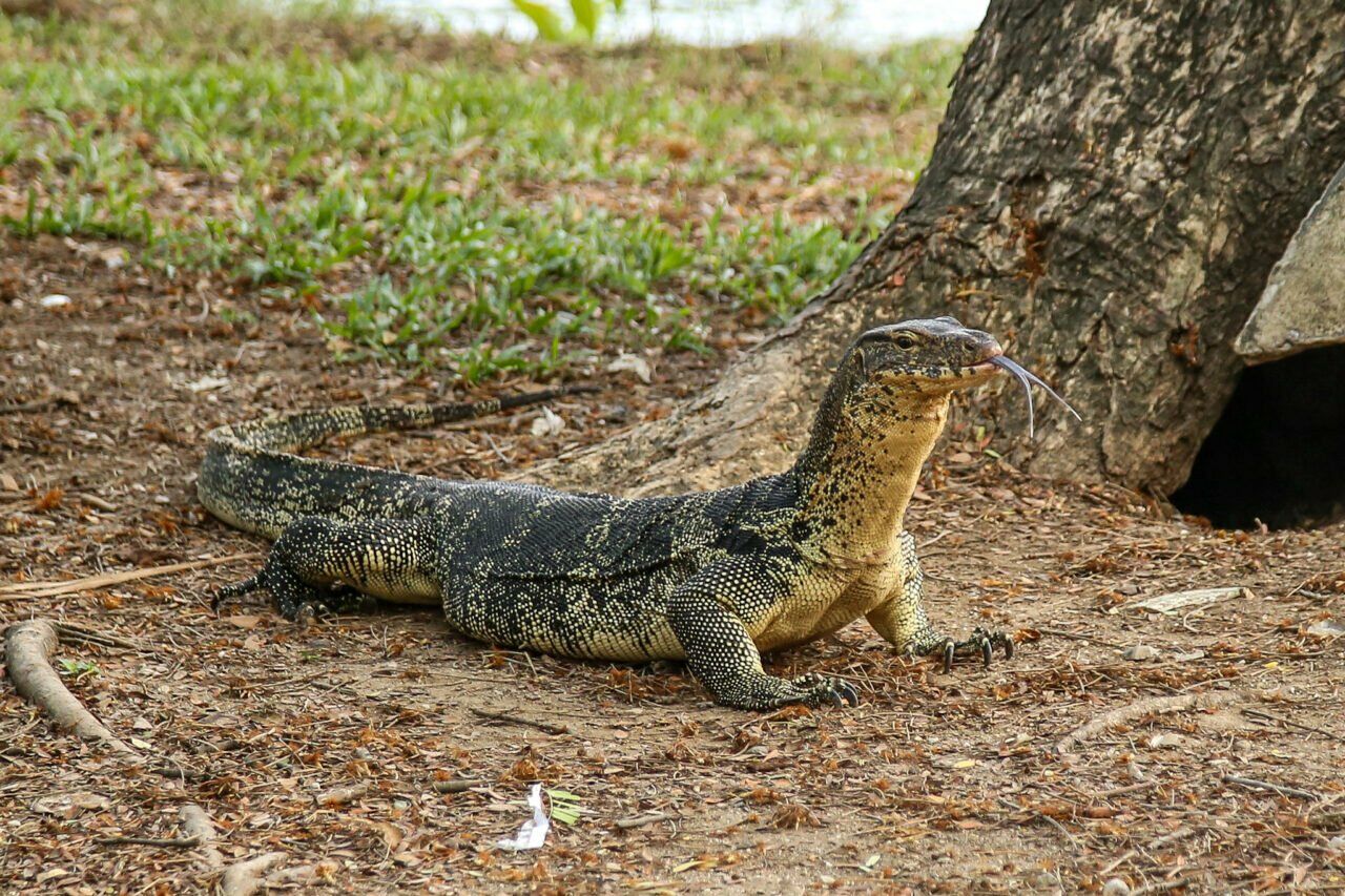 Giant monitor lizard statue draws crowds to Bangkok park | News by Thaiger