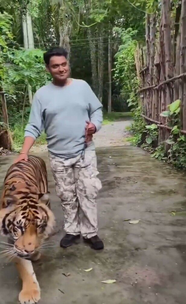 Tiger selfie turns savage: Indian tourist mauled in Phuket (video) | News by Thaiger