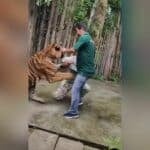 Tiger selfie turns savage: Indian tourist mauled in Phuket (video) | Thaiger