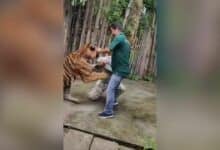 Tiger selfie turns savage: Indian tourist mauled in Phuket (video)