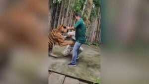 Tiger selfie turns savage: Indian tourist mauled in Phuket (video)