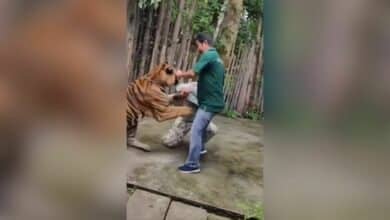 Tiger selfie turns savage: Indian tourist mauled in Phuket (video)