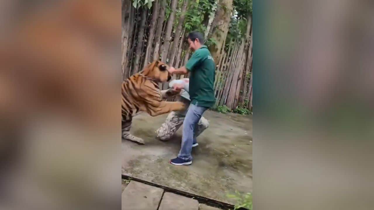Tiger selfie turns savage: Indian tourist mauled in Phuket (video)