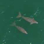 Dugong baby boom? Rare sea creatures spotted off Krabi coast