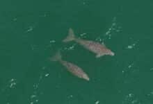 Dugong baby boom? Rare sea creatures spotted off Krabi coast