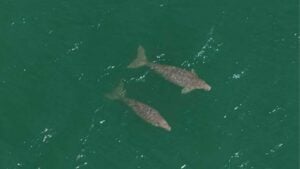Dugong baby boom? Rare sea creatures spotted off Krabi coast
