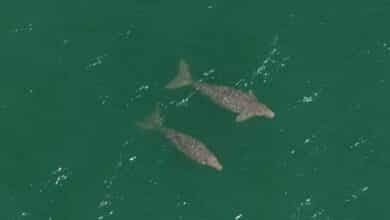 Dugong baby boom? Rare sea creatures spotted off Krabi coast