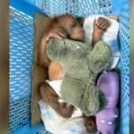 Wildlife sting: Baby orangutans rescued in Bangkok trafficking bust