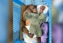 Wildlife sting: Baby orangutans rescued in Bangkok trafficking bust