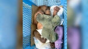Wildlife sting: Baby orangutans rescued in Bangkok trafficking bust
