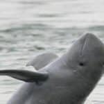 17 Irrawaddy dolphins left in Songkhla Lake amid extinction crisis | Thaiger