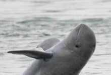 17 Irrawaddy dolphins left in Songkhla Lake amid extinction crisis