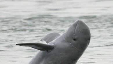 17 Irrawaddy dolphins left in Songkhla Lake amid extinction crisis