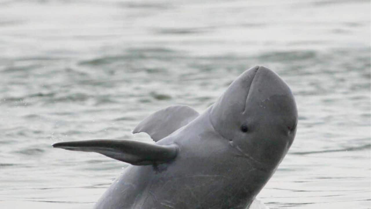 17 Irrawaddy dolphins left in Songkhla Lake amid extinction crisis