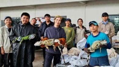 Officials capture 94 iguanas wreaking havoc on Thai crops