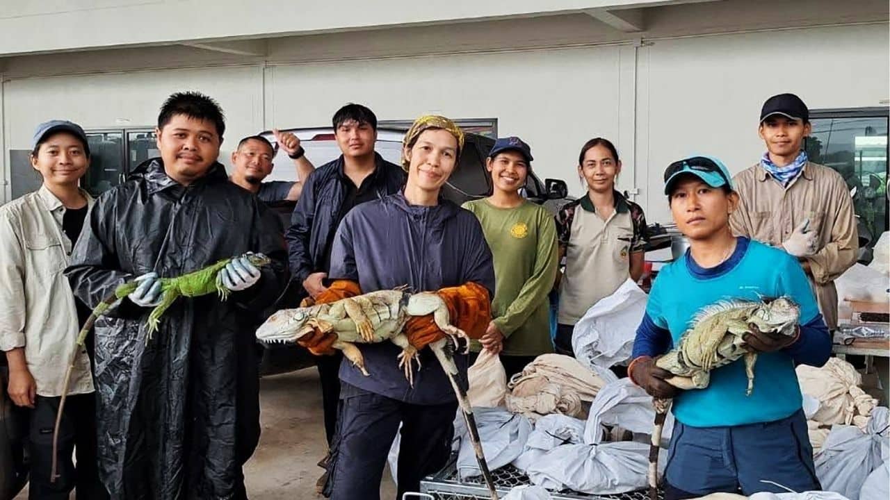 Officials capture 94 iguanas wreaking havoc on Thai crops