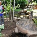 Shell-ebration time: Korat Zoo hatches giant tortoises | Thaiger