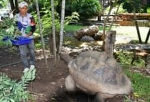Shell-ebration time: Korat Zoo hatches giant tortoises