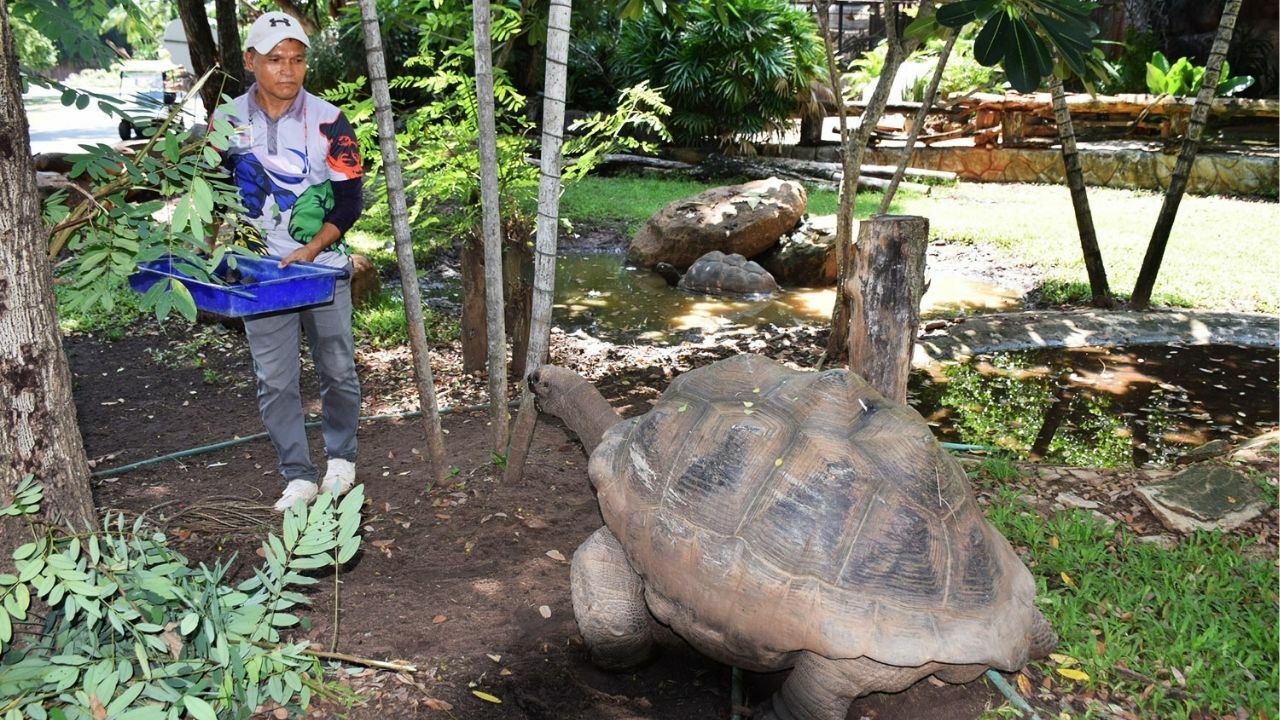 Shell-ebration time: Korat Zoo hatches giant tortoises